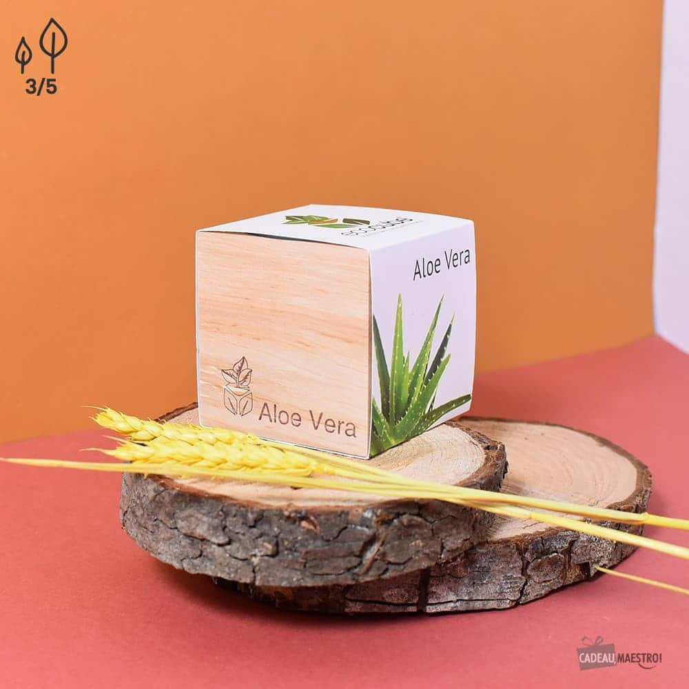 EcoCube Aloe Vera