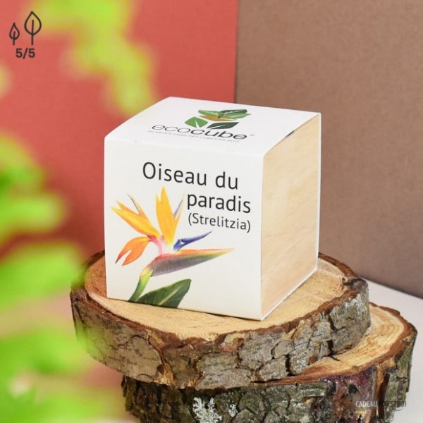 EcoCube Oiseau du Paradis